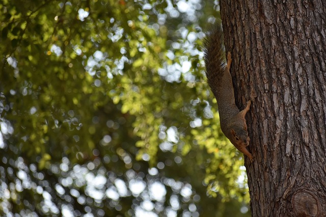 而他的复出 而他的复出